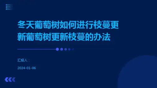 冬天葡萄树如何进行枝蔓更新葡萄树更新枝蔓的办法