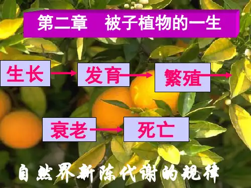 被子植物的一生复习课件