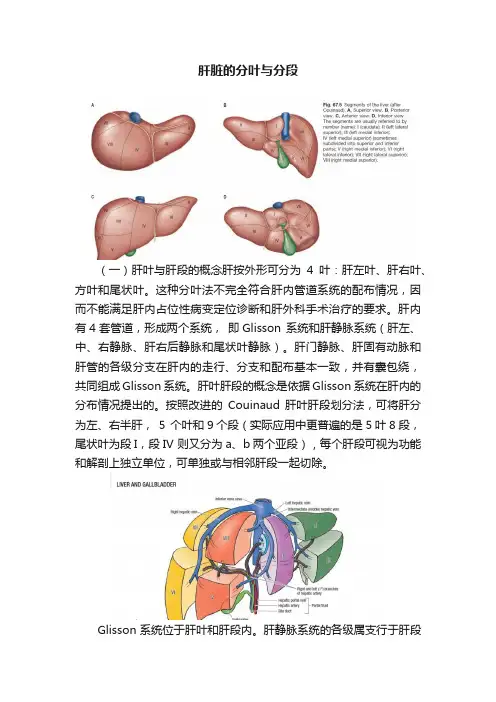 肝脏的分叶与分段