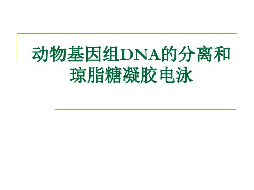 动物基因组DNA的分离和琼脂糖凝胶电泳
