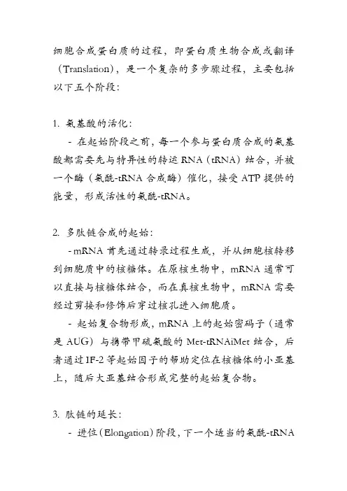 细胞合成蛋白质的过程