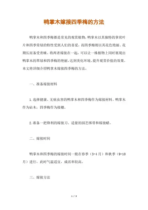 鸭掌木嫁接四季梅的方法