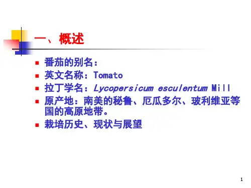 番茄栽培