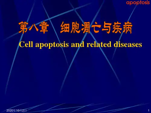 细胞凋亡与疾病ppt-病理学PPT课件