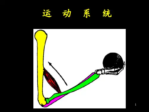10运动系统总论及全身骨PPT课件