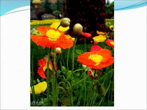 苏教版语文四年级上《8、虎门销烟》名师公开课获奖课件百校联赛一等奖课件