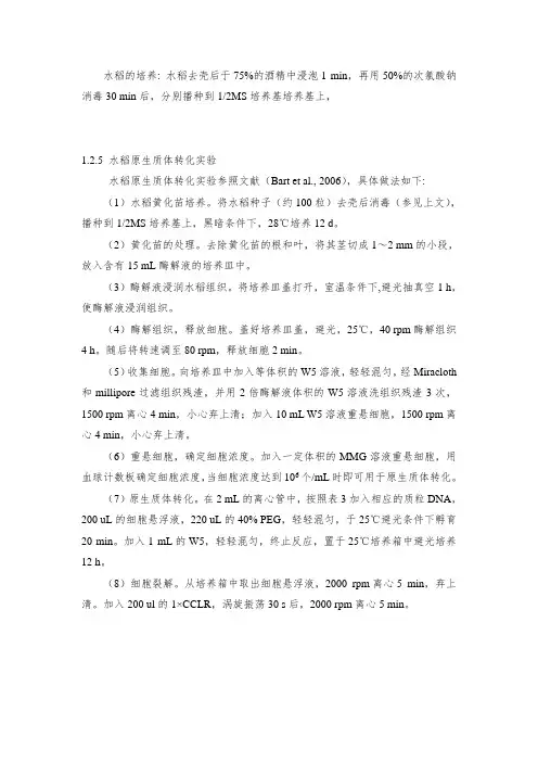 水稻原生质体转化