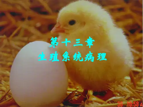 《兽医病理解剖学》课件：第13章  生殖系统病理