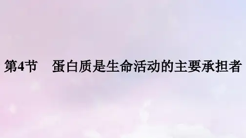 新教材高中生物第2章组成细胞的分子第4节蛋白质是生命活动的主要承担者课件新人教版必修1
