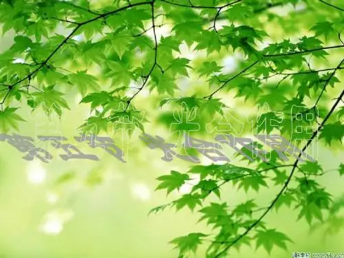 第五节光合作用