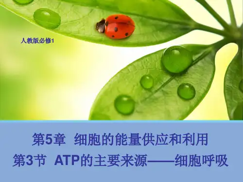 人教版生物必修一第五章第3节《ATP的主要来源——细胞呼吸》优质课件(38张)(共38张PPT)