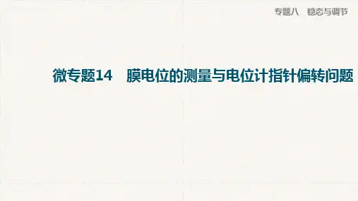 一轮复习浙科版微专题14膜电位的测量与电位计指针偏转问题(23张)课件