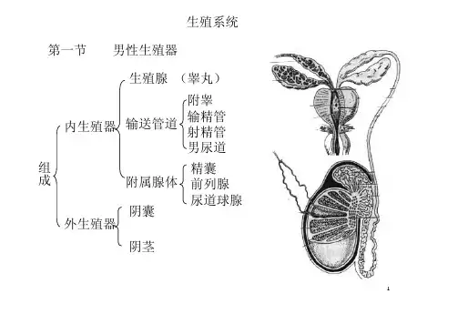生理知识--生殖系统(图解)