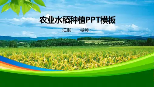 农村农业工作汇报PPT