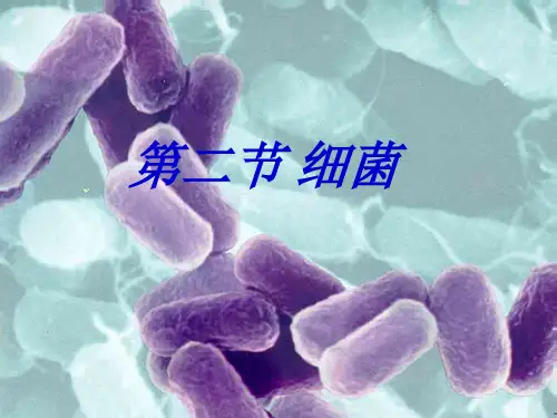 第二节细菌课件(人教版生物)