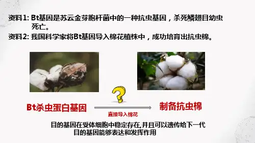 2023届高三一轮复习生物：基因表达载体的构建、目的基因的导入课件