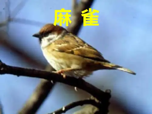 四年级语文上册-《麻雀》人教部编版教学ppt课件