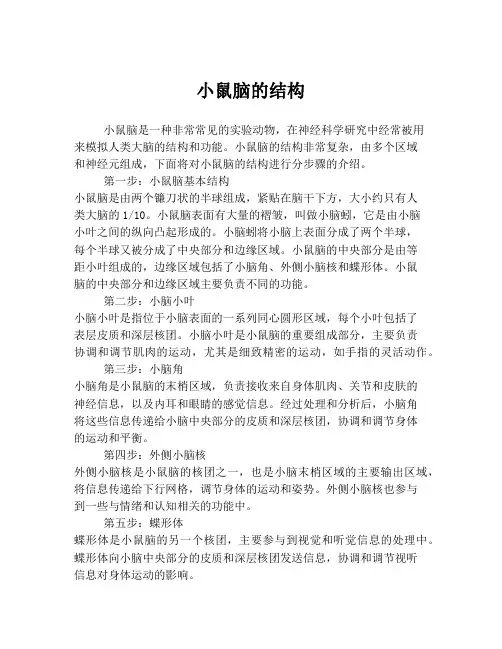 小鼠脑的结构