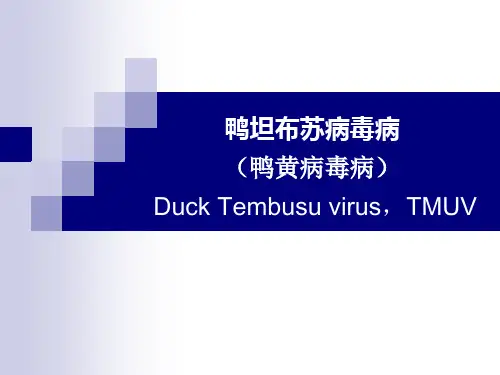 《禽病学》课件：17 鸭坦布苏病毒