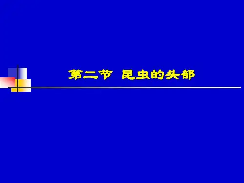 第二节 昆虫的头部及颈部