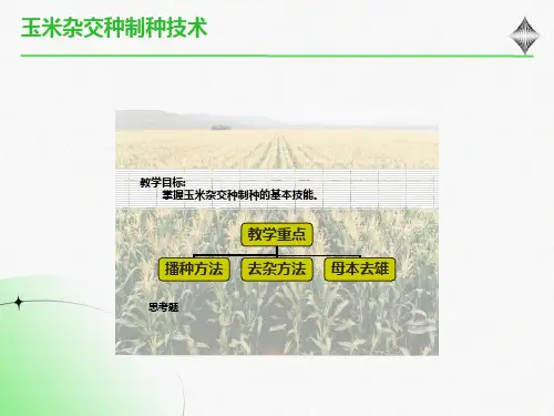 玉米杂交种制种技术