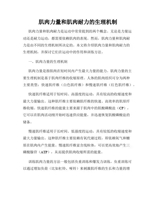 肌肉力量和肌肉耐力的生理机制