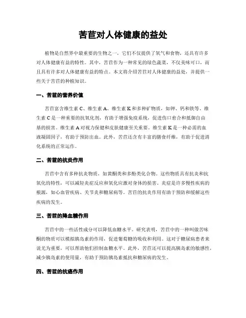 苦苣对人体健康的益处