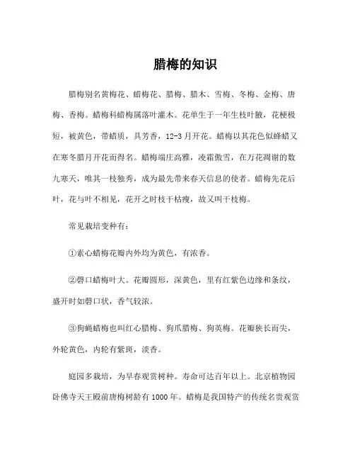 腊梅的知识