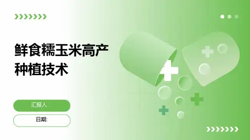 鲜食糯玉米高产种植技术