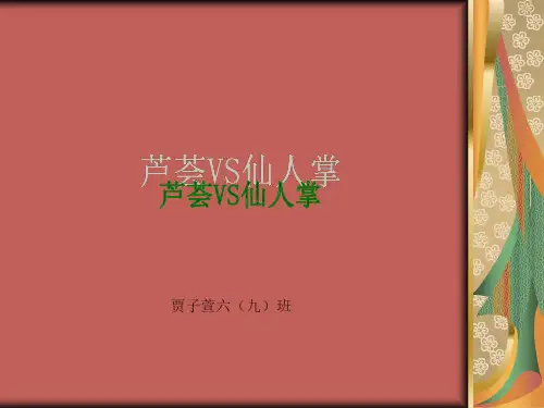 芦荟与仙人掌
