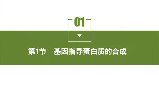 人教版高中生物必修第2册 第4章 基因的表达 第1节 基因指导蛋白质的合成