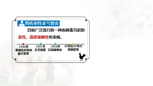 传染性支气管炎课件(共35张PPT)《禽病防治》