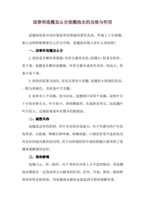 迎春和连翘怎么分 连翘泡水的功效与作用
