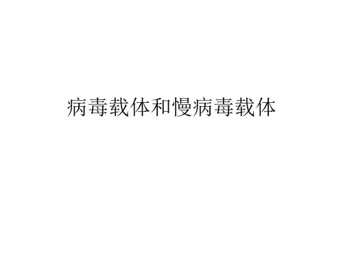 慢病毒载体