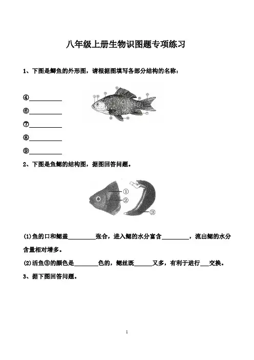初中生物：八年级生物上册识图题专项练习(含答案)