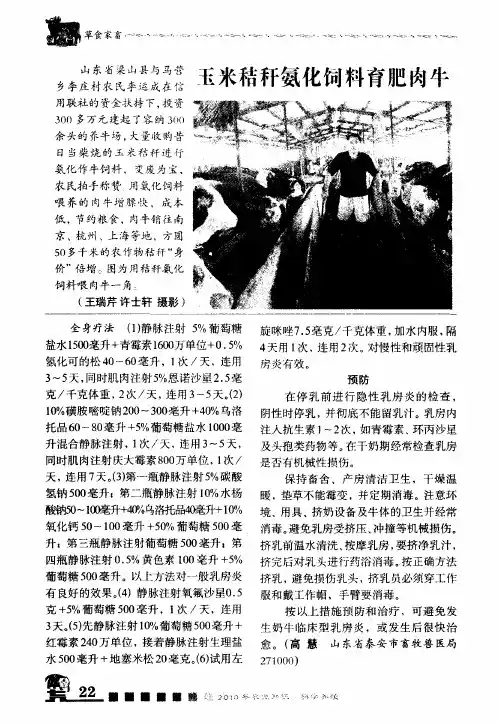 玉米秸秆氨化饲料育肥肉牛