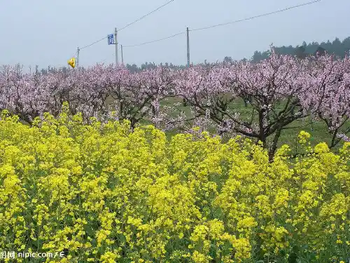 绝句(迟日江山丽)