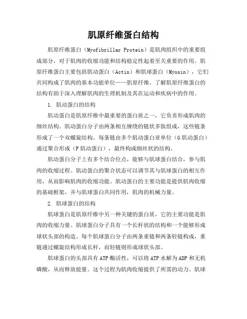 肌原纤维蛋白结构