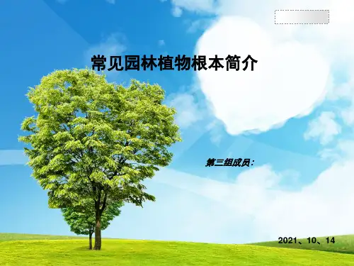 常见园林植物基本简介ppt课件