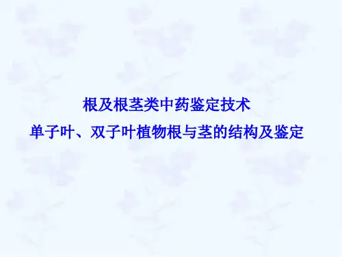 根及根茎类药材鉴定单子叶、双子叶植物根与茎的结构及鉴定.ppt