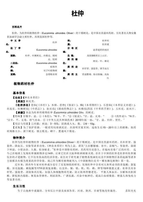 杜仲