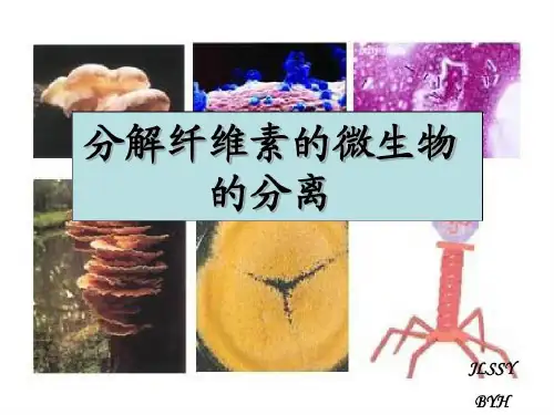 公开课-分解纤维素的微生物的分离共33页课件