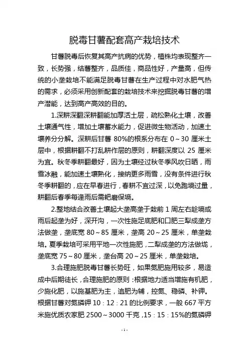 脱毒甘薯配套高产栽培技术