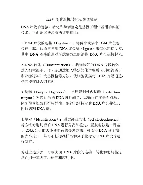 dna片段的连接,转化及酶切鉴定