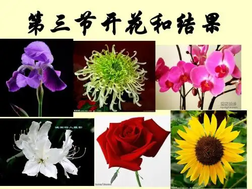七年级上册生物 第三节_开花和结果 人教版