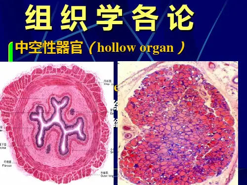 组织学与胚胎学 循环系统