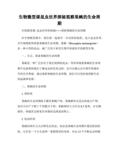 生物微型课昆虫世界探秘观察果蝇的生命周期