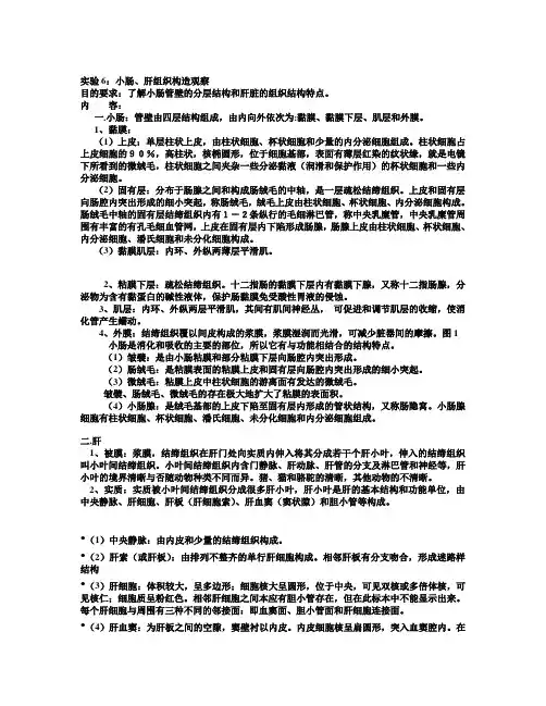 小肠、肝组织构造观察
