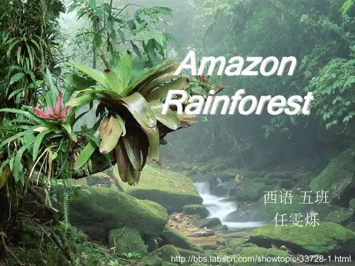 amazon_rainforest_亚马逊丛林