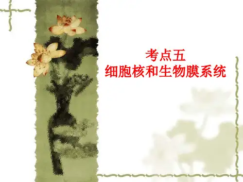 细胞核和生物膜系统高三生物一轮复习ppt课件